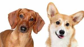 Dorga (metisovi porezi i corgi) - veseli pratilac s kraljevskim manirima